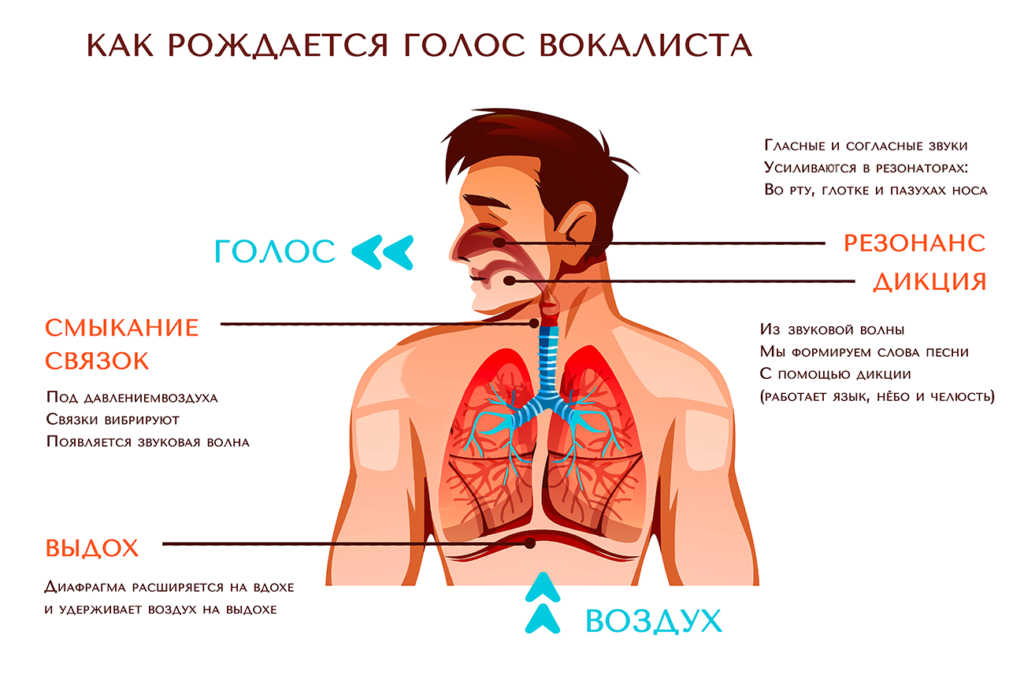 Казакша голосовой. Строение гортани вокалиста. Резонаторы голосового аппарата. Строение голосового аппарата. Устройство певческого голосового аппарата.