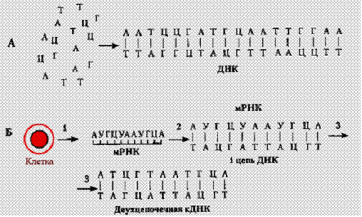 Этапы генной инженерии схема