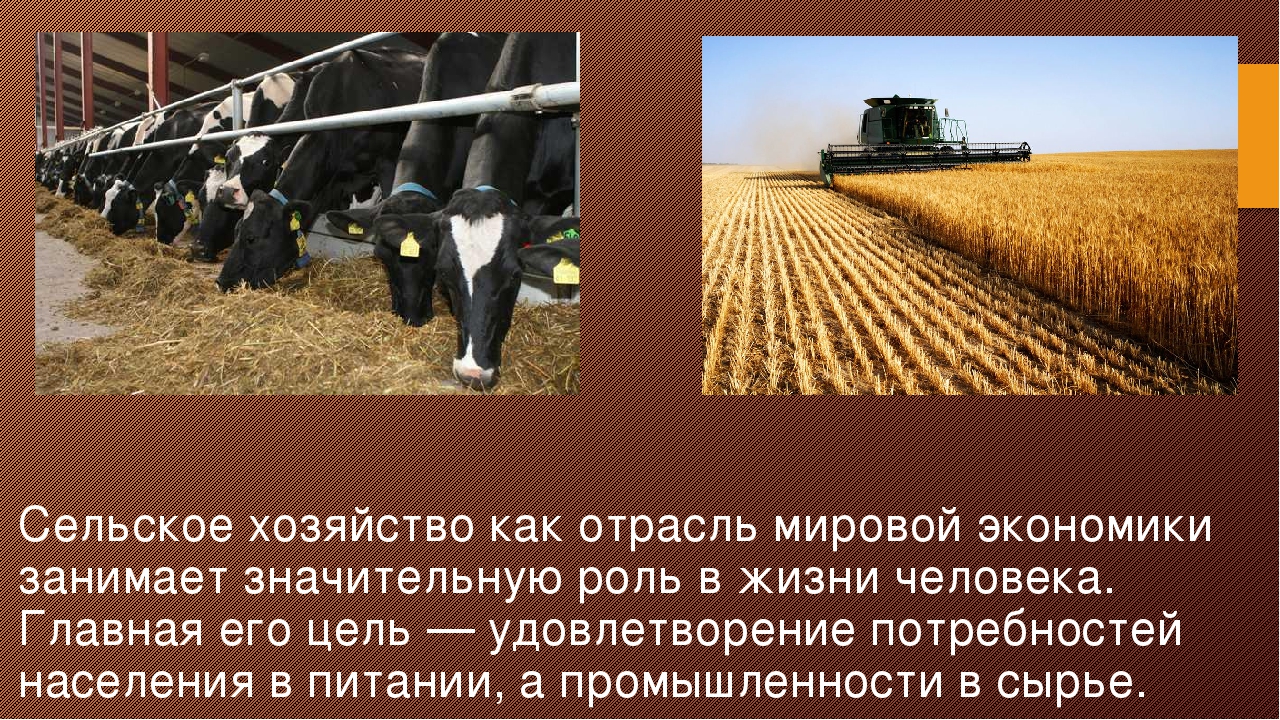 Отрасли сельского хозяйства. Сельское хозяйство презентация. Экономика сельского хозяйства. Отрасли экономики сельское хозяйство.