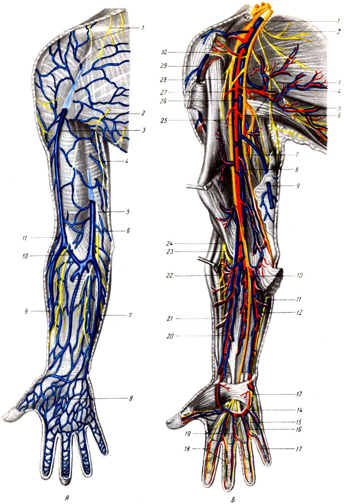 Вены направление движения. Вены верхней конечности анатомия. Артерии и Вена верхней конечности анатомия. Верхняя конечность Вена анатомия.