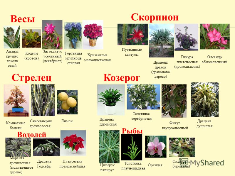 Рак какой цветок по гороскопу. Комнатные цветы по знакам зодиака. Растение скорпиона. Растения и цветы по знаку зодиака. Растение козерога.