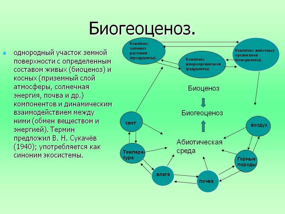 Взаимодействие данных природных компонентов между собой. Структура биогеоценоза и схема взаимодействия между компонентами. Биогеоценоз. Взаимосвязи в экосистеме. Элементы биогеоценоза.
