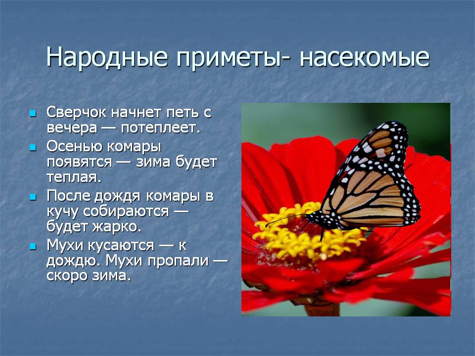 Приметы и суеверия цветов. Народные приметы про насекомых. Приметы связанные с насекомыми. Приметы по насекомым. Приметы про цветы.