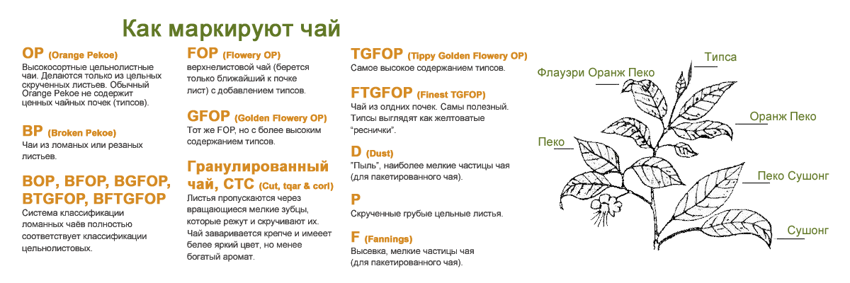 Маркировка чая. Классификация сортов чая. Классификация чая по категориям чайного листа. Классификация по типу чайного листа. Классификация чая по формату чайного листа.