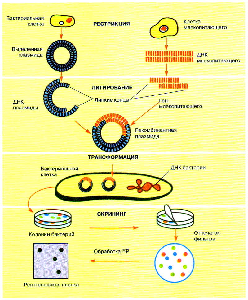 Процессы бактерий. Метод рекомбинантных плазмид схема. Метод получения рекомбинантных плазмид. Этапы рекомбинантных плазмид. Генная инженерия плазмида бактерий.
