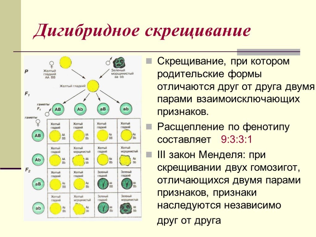 Дигетерозиготный горох с желтыми гладкими семенами. Дигибридное скрещивание это скрещивание. Таблица дигибридного скрещивания. Схема дигибридного скрещивания по Менделю. Закон независимого наследования признаков схема.