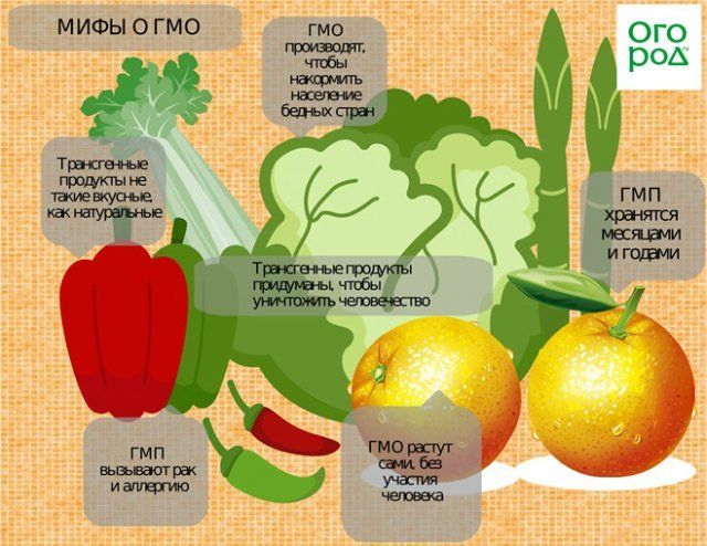 Свойства гмо. ГМО продукты. Генномодифицированные продукты. ГМО продукция. Модифицированные продукты питания.