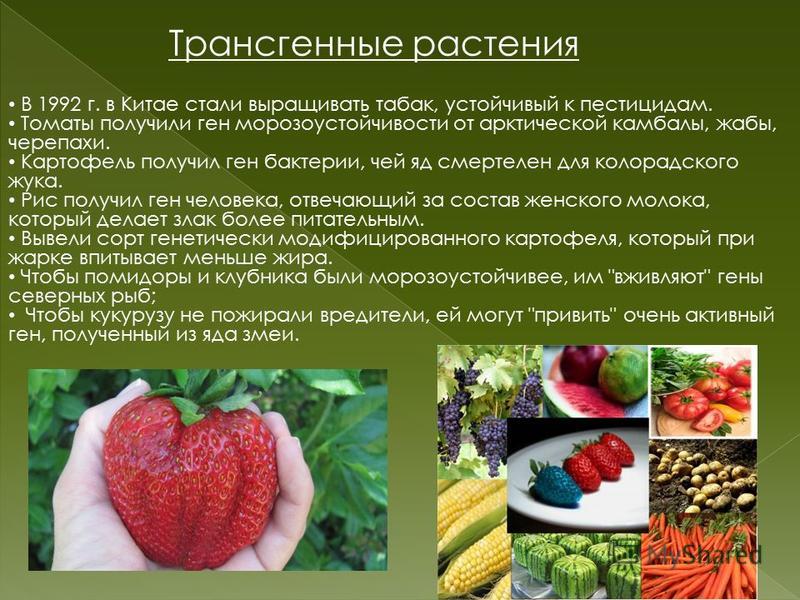 Гмо за и против. Генномодифицированные растения. Генномодифицированные организмы. Трансгенные растения. Генетически модифицированные растения.