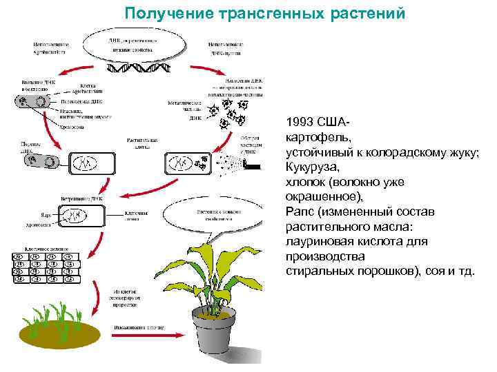 Создание растений. Общая схема получения генномодифицированных растений. Схема получения трансгенных растений. Технология получения трансгенных растений. Схема получения трансгенных организмов.