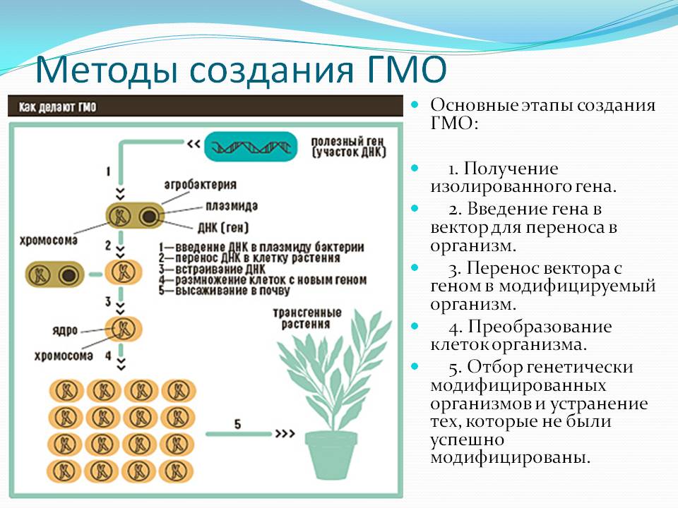 Получить геном. Технологии получения генетически модифицированных организмов. Этапы создания генетически модифицированных растений. Схема получения трансгенных растений. Методы создания ГМО.