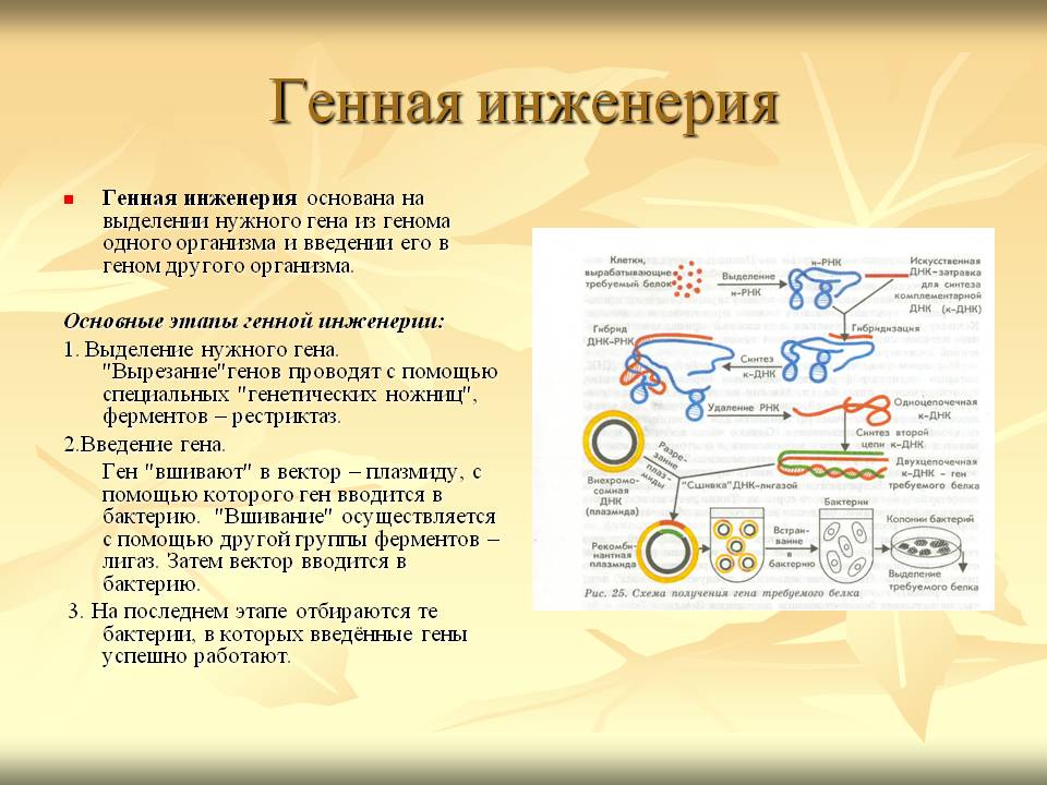 Генная инженерия это в биологии