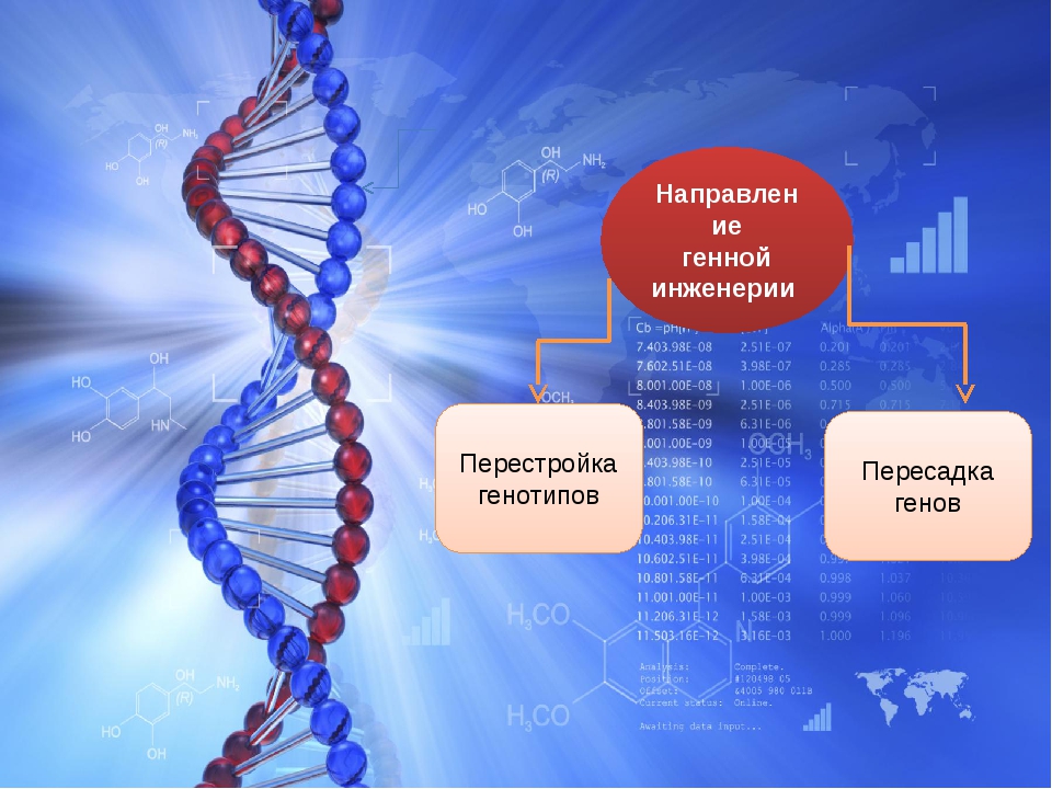 Генетика человека презентация 10 класс