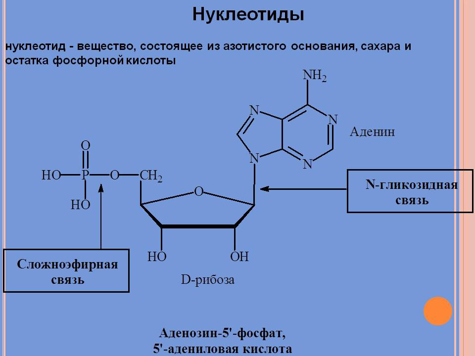 Соединение азотистых оснований. Нуклеотиды биохимия. Первичная структура нуклеотида. Структура нуклеотидов биохимия. Адениловая кислота это нуклеотид.
