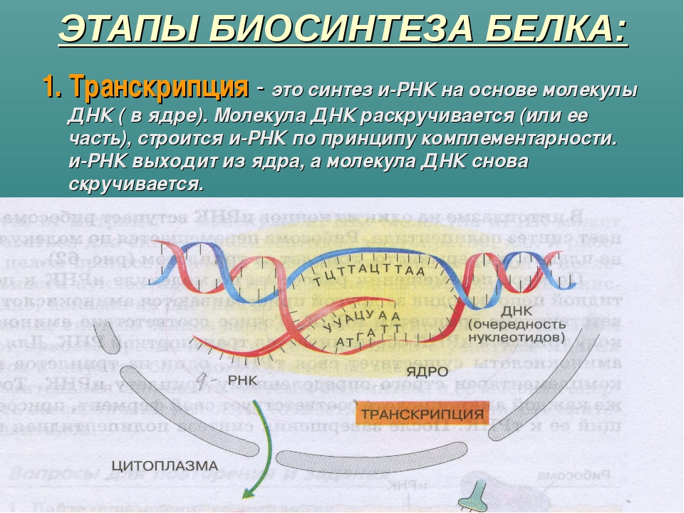 2 этап синтеза. Этапы трансляции биосинтеза белка. Трансляция Биосинтез белка кратко. Синтез белка транскрипция и трансляция. Этапы транскрипции биосинтеза белка.