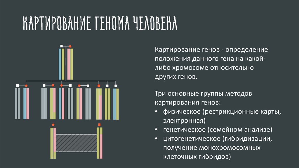 Ген определение генетика. Картирование генома человека. Стадии картирования генома. Методы картирования генов. Методы картирования хромосом человека.