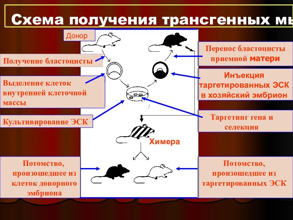 Схема получения трансгенного животного