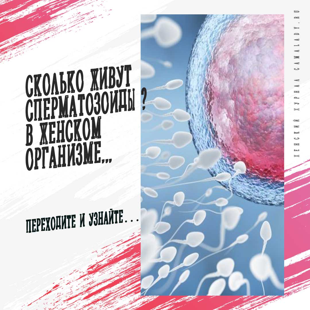 Сколько дней живут спермики в организме женщины. Срок жизни сперматозоидов. Сколько живут сперматозоиды. Сколько минут живут сперматозоиды. Сколько дней живут сперматозоиды в организме женщины.