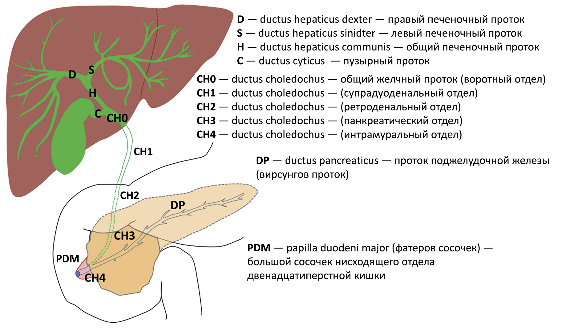 Проток печени. Ультразвуковая анатомия печени Изранов. Печеночные протоки анатомия печени. УЗИ анатомия желчного пузыря. Протоки печени схема.