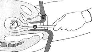 Расположение шейки матки. Как на ощупь определить беременность. Как на ощупь определить беременность. Положение матки на ранних сроках. Как правильно проверить тест полоску на беременность.