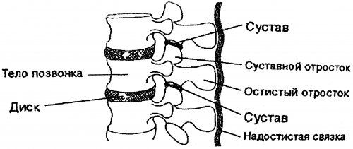 Суставной диск. Суставной диск позвоночника. Тело и диск позвонка. Задняя поверхность тела позвонка. Связка вдоль остистых отростков.