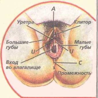 Где Находится Порно