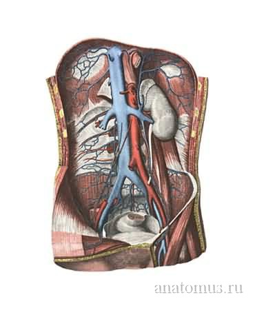 Клапаны нижней полой вены. Нижняя полая Вена анатомия. Нижняя полая Вена висцеральные притоки. Анатомия нижней полой вены. Система нижней полой вены анатомия.