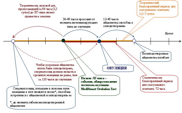 Середина цикла форум