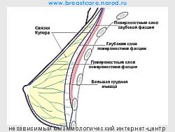 Какой фасцией грудной стенки образована капсула молочной железы