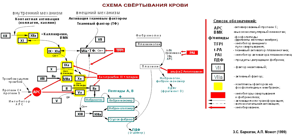 Каскад свертывания крови схема