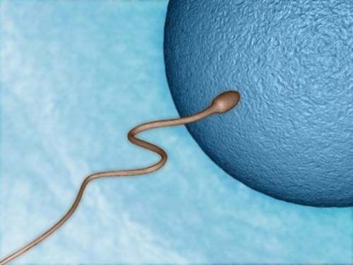 Можно забеременеть от слизи. Сперматозоид живет 7 дней. Сперматозоиды живут во влагалище. 72% Живые сперматозоиды. Сколько живут сперматозоиды.