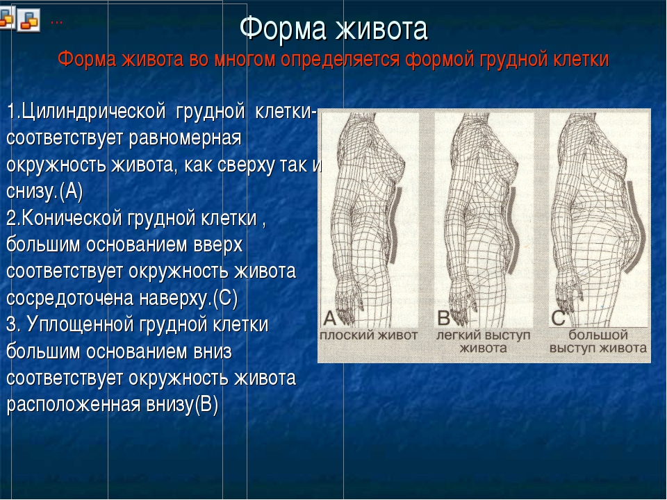 Типы живота. Типы живота