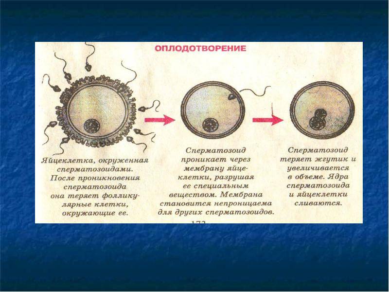 Виды оплодотворения схема