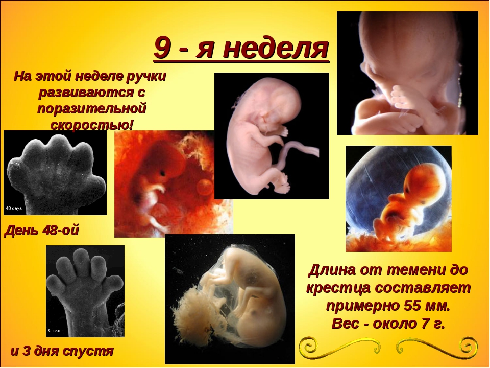 Плод становится человеком. Развитие эмбриона по неделям. Развитие эмбриона потнеделям. Формирование ребенка по неделям в утробе. Развитие зародыша в неделях.