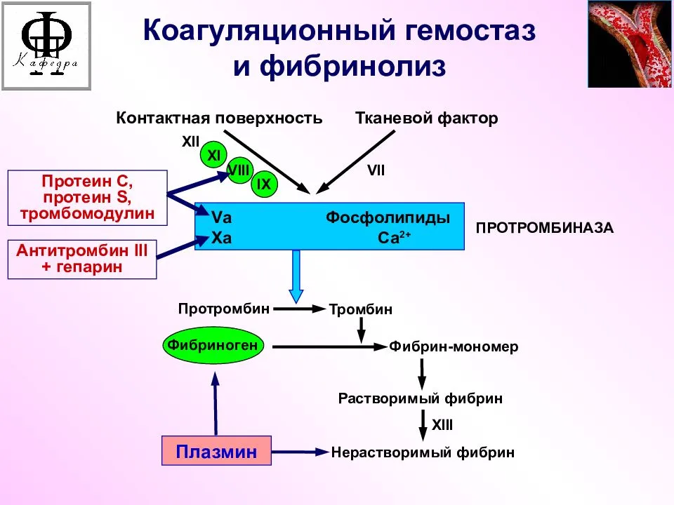 Коагуляционный гемостаз