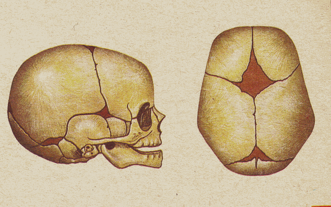 Как формируется череп новорожденного фото Темечко грудничка