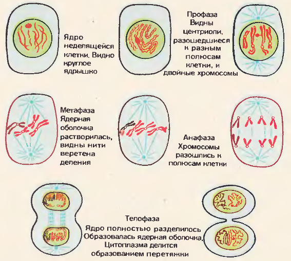Значение деления клеток в жизни растений. Схема этапов деления клетки. Схема процесса деления клетки. Этапы деления растительной клетки схема. Этапы деления клетки 5 класс биология.