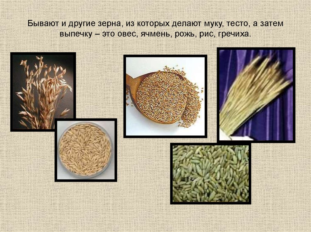 Из каких культур делают хлеб. Из чего делают муку. Что делают из зерна. Что изготавливают из пшеницы. Что изготавливают из зерен пшеницы.