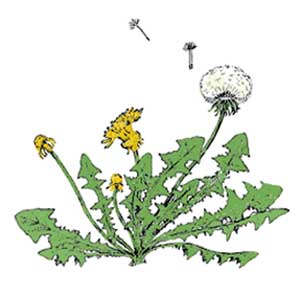 стихотворение про одуванчик. сюжетная картина одуванчики. одуванчик последовательность цветения. рисование одуванчики в траве.