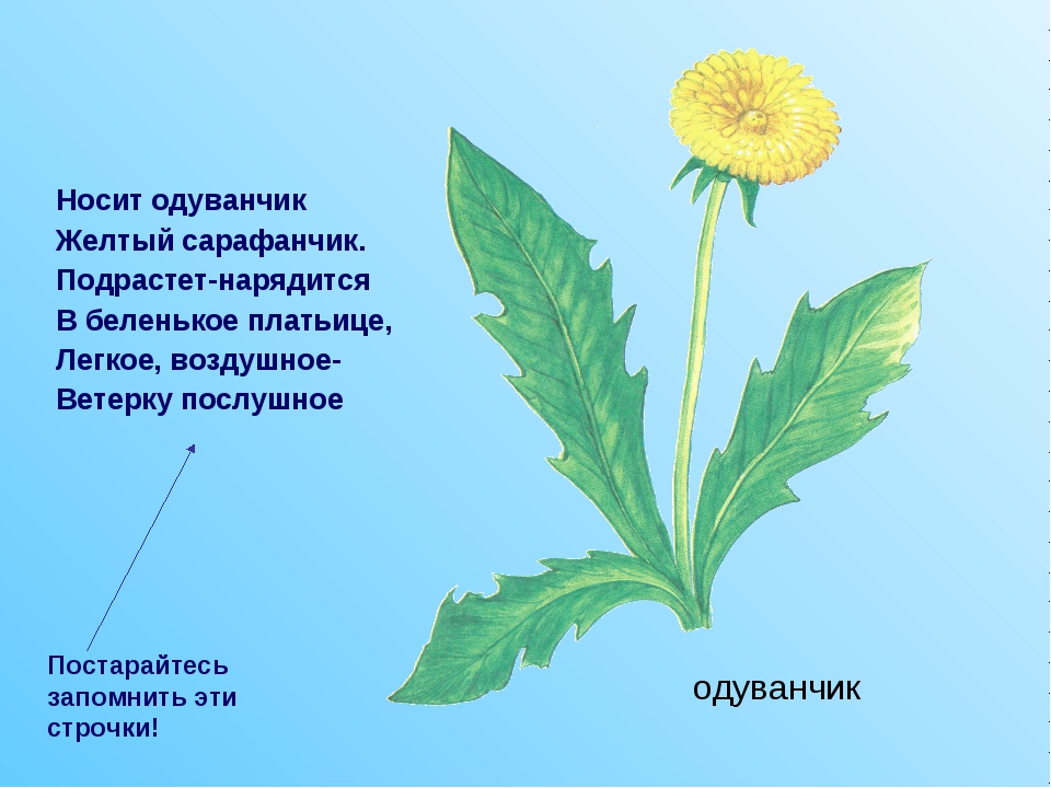 Е благинина одуванчик. Одуванчик одуванчик желтый сарафанчик. Одуванчик оделся в жёлтый сарафанчик. Одуванчик желтый сарафанчик стишок. Желтый сарафанчик.