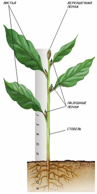 Стебель и побег растения. Побег стебель лист и почки. Побег вегетативный орган. Строение вегетативного побега. Побег надземная часть растения.