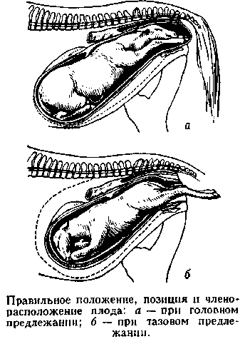 Последовательность родов у животных. Последовательность родов у животных. Неправильное предлежание плода при беременности у коров. Строение матки беременной собаки. Членорасположение положение плода.