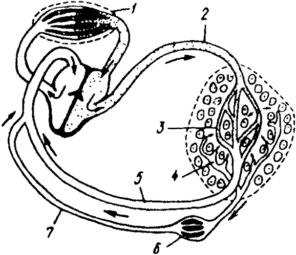 Спинномозговые нервы коровы. Лимфоузлы брюшной полости собаки анатомия. Поверхностные лимфатические узлы крс. Поверхностные лимфатические узлы крс. Анатомия коровы лимфатическая система.