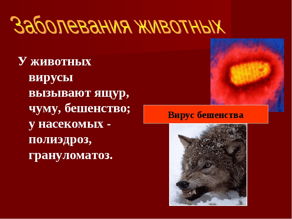 Вирусы животных. Вирус бешенства у животных. Заболевания вызываемые вирусами у животных.