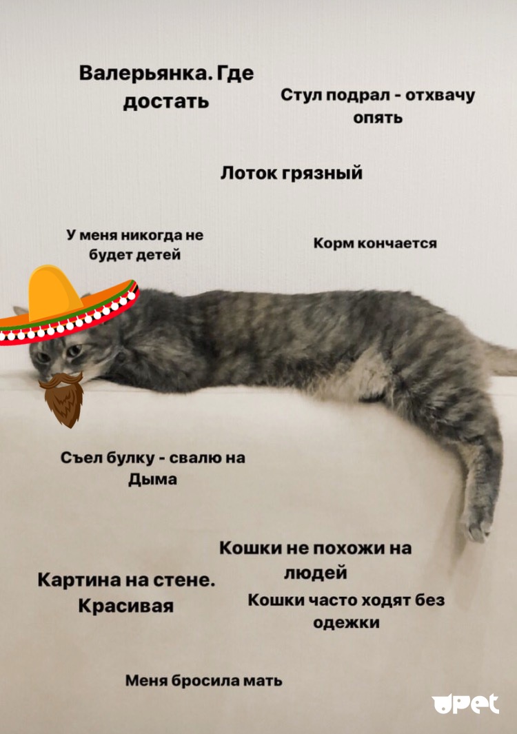 Проблемы кошек. Кошачьи проблемы. Это проблемы кота. Кошачьи проблемы Мем. Распространенные проблемы у кошек.