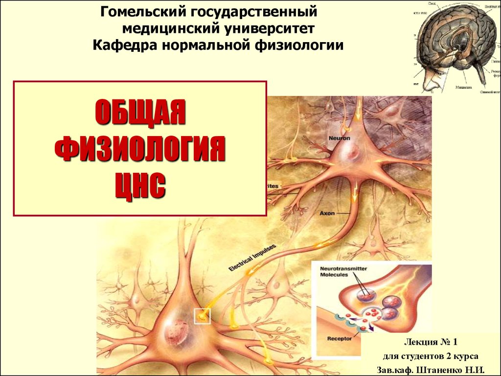 Физиология нервной системы. Общая физиология нервной системы. Общая физиология ЦНС лекция по физиологии. Физиология ЦНС презентация. ЦНС нормальная физиология.