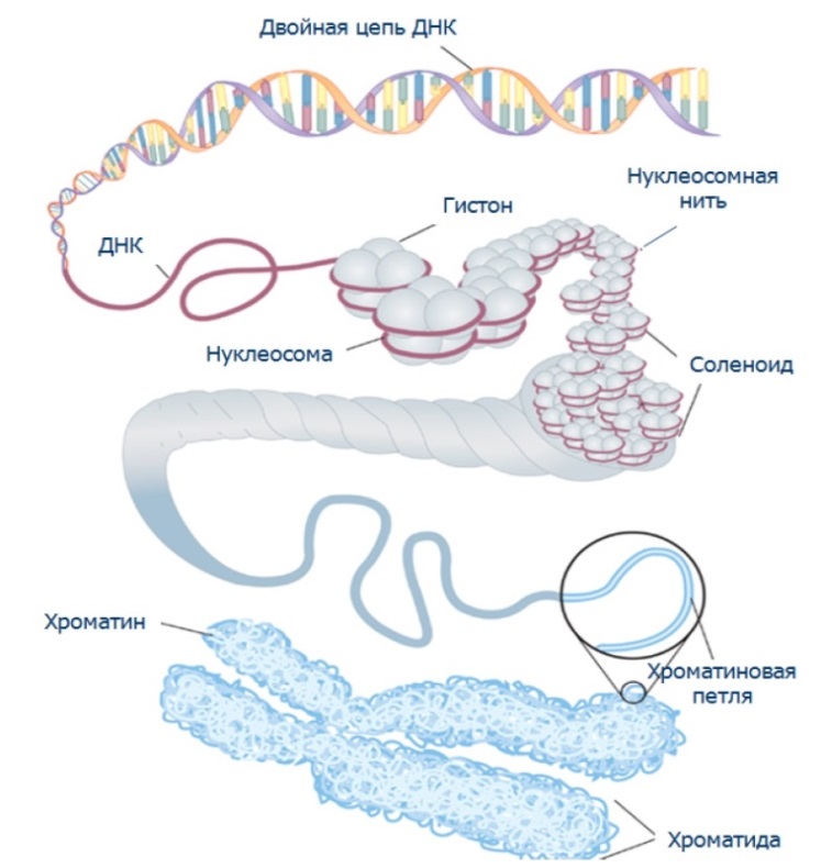 Хромосома днк белок. Схема компактизации молекулы ДНК. Уровни компактизации ДНК белки гистоны. Уровни упаковки молекулы ДНК. Степени спирализации ДНК.