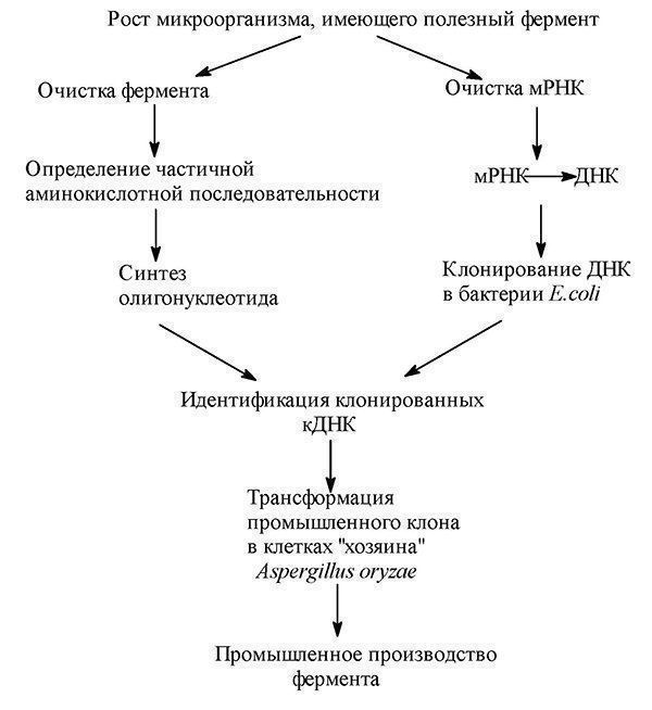 Биотехнологическая схема получения ферментов