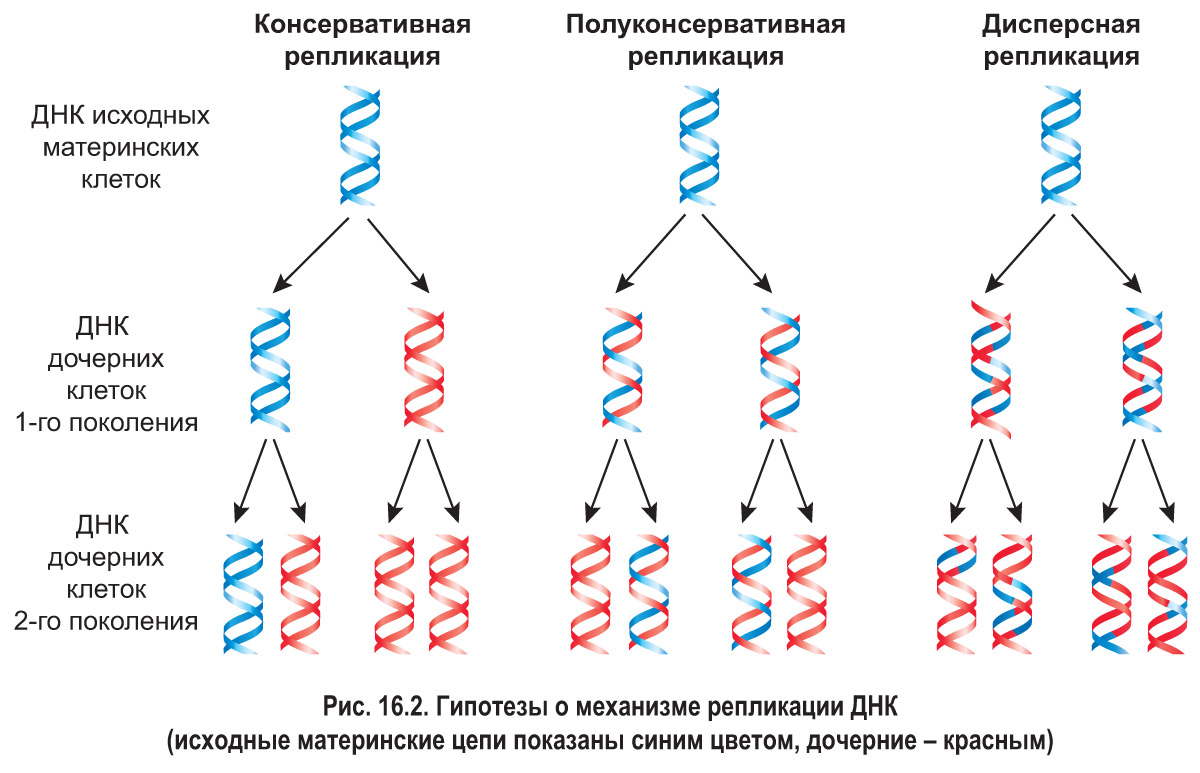 Сколько молекул днк в данной хромосоме. Полуконсервативный механизм репликации ДНК. Схема полуконсервативной репликации ДНК. Дисперсионный механизм репликации ДНК. Репликация ДНК схема последовательность.