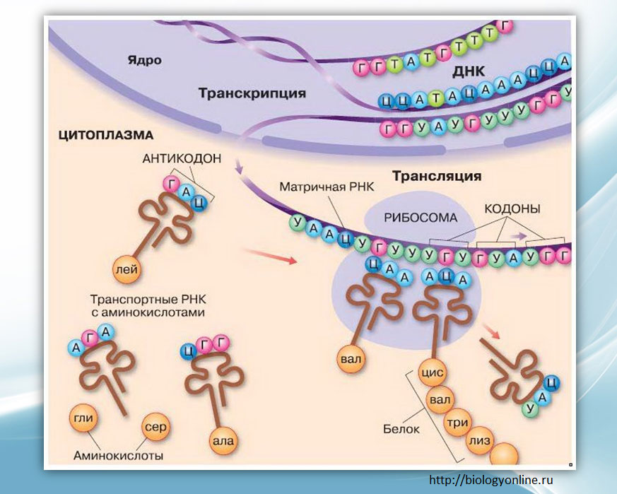 Трнк участвует трансляции. Процесс синтеза белка схема. Общая схема биосинтеза белка. Схема синтеза белка в рибосоме. Биосинтез белка схема ЕГЭ.