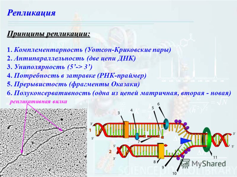 Принципы днк. Репликация ДНК ФРАГМЕНТЫ Оказаки. Антипараллельность репликации. 2. Основные принципы репликации ДНК.. Репликация принципы репликации ДНК.